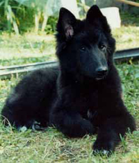 GinippadelaDoucePlaine1991-puppy.jpg (50328 bytes)